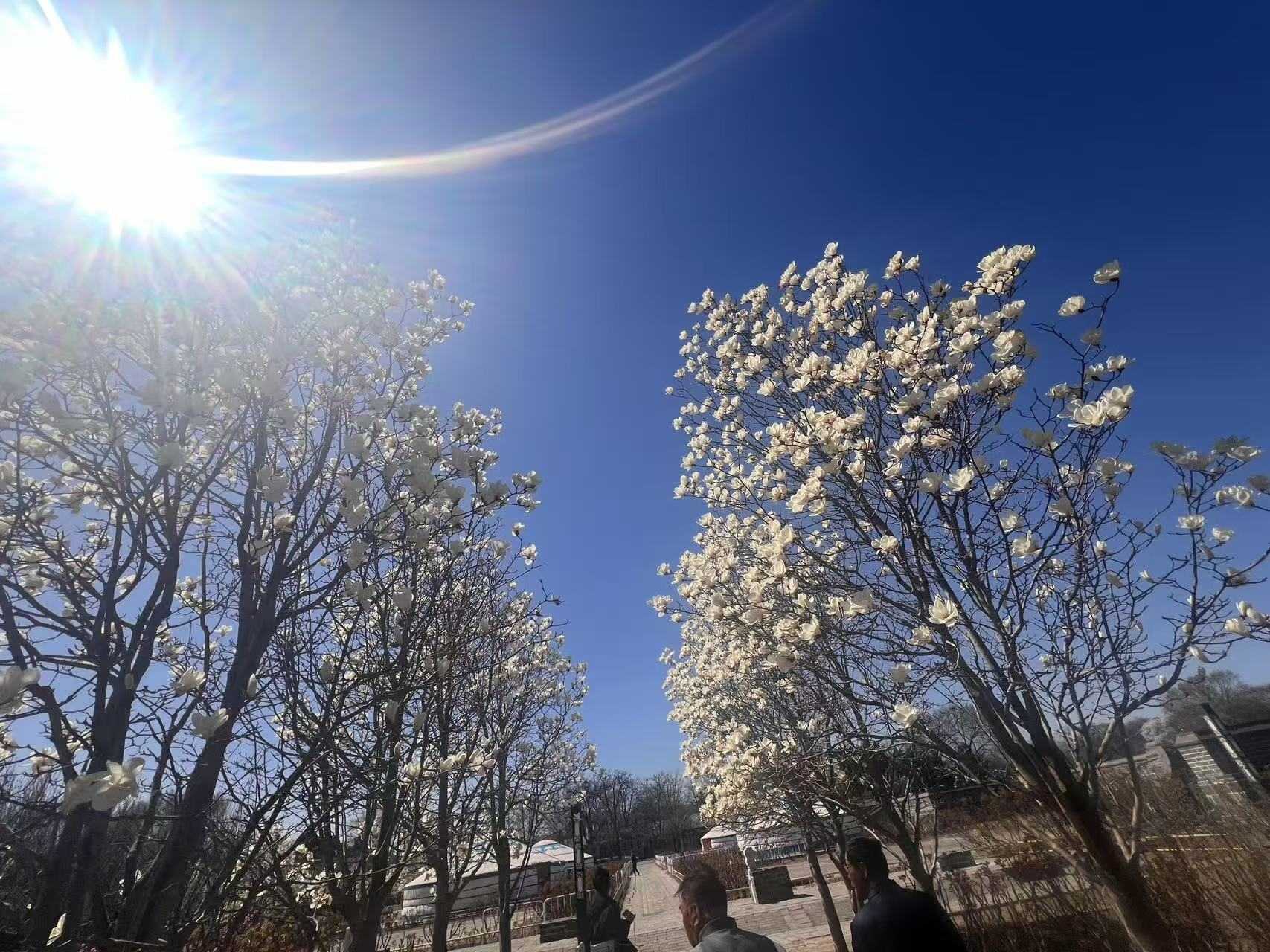 【春探皇家园林】2024年3月29日颐和园纪行 【春探皇家园林】2024年3月29日颐和园纪行